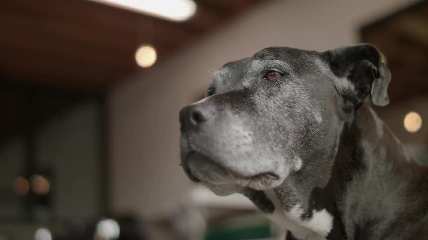 A dog stands in a room with a leash attached
