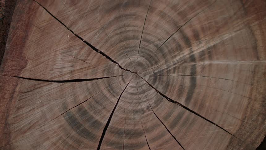 A cut log has cracks radiating from the center