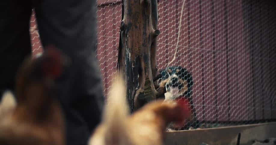 Dog behind a fence watching chickens in the foreground