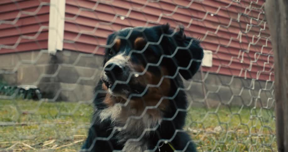 A dog is sitting behind a wire fence outdoors