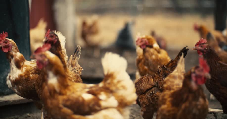 A poultry area filled with a group of hens at midday