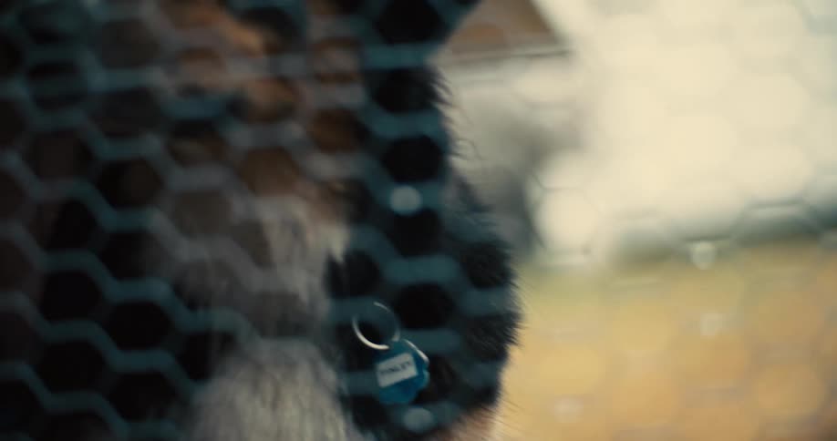 A dog is looking through the fence