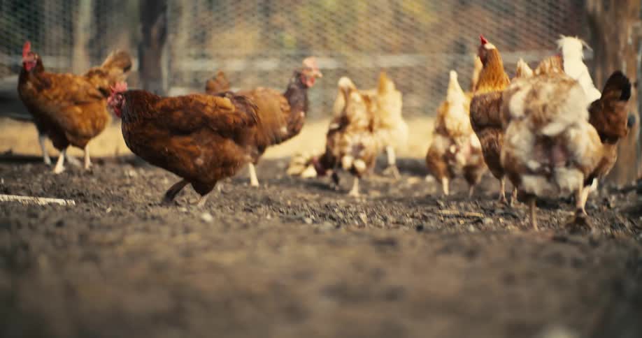A flock of brown tan and white chickens wander and peck at the muddy ground inside a fenced pen on a farm