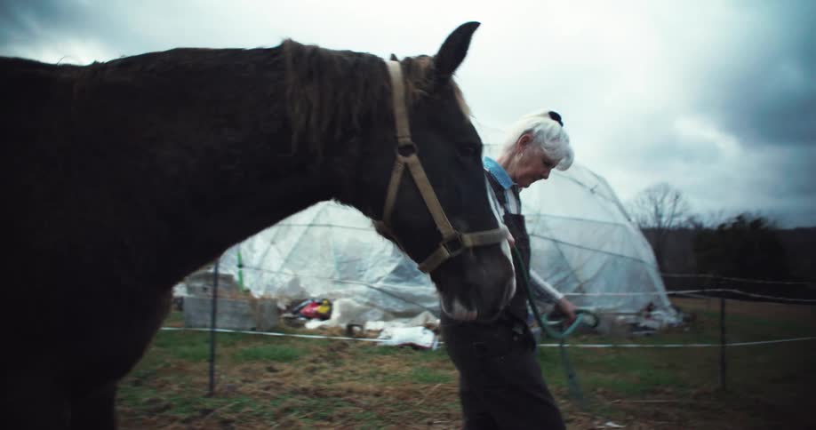An elderly farmer walks with a horse in the field