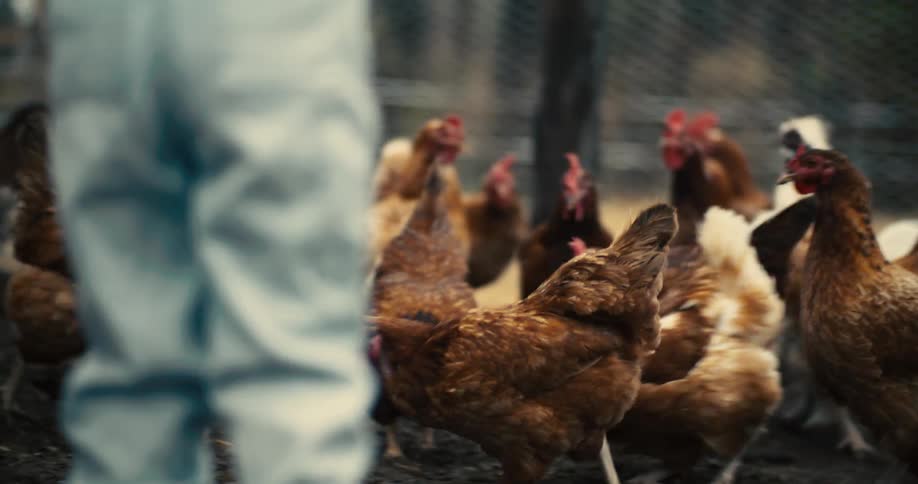 A child on a farm wearing jeans and boots throws corn to a group of hens at midday