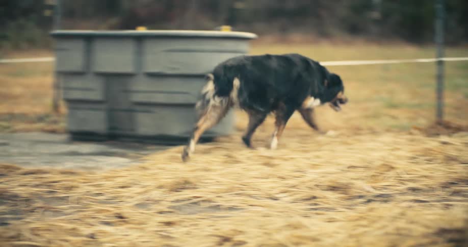 A dog walks around a livestock farm moving away from a poultry section filled with hens at midday