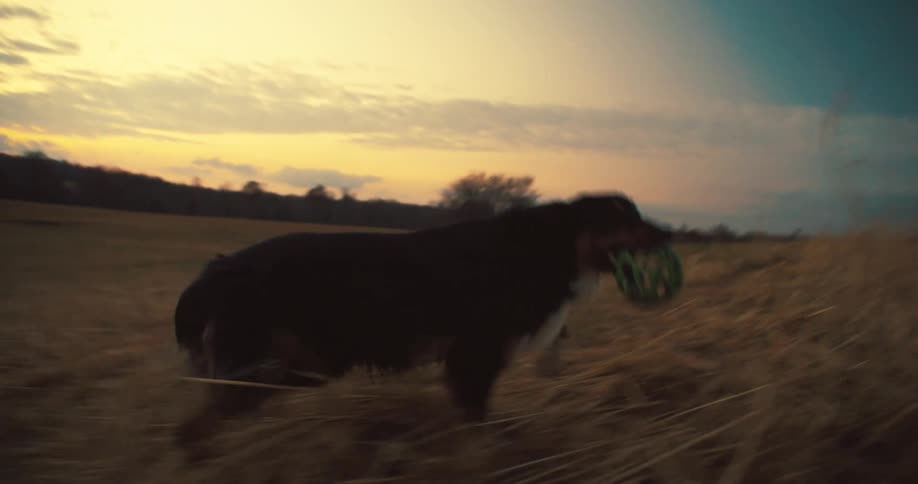 A dog with a ball in its mouth playing with a boy