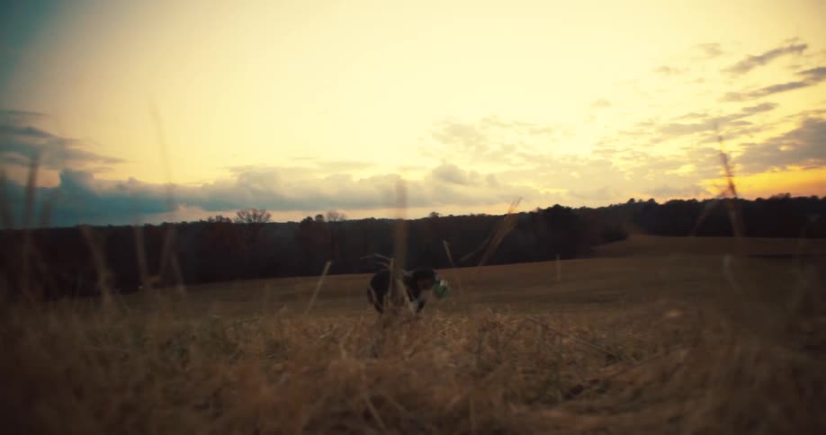 A dog runs playfully through a field during sunset