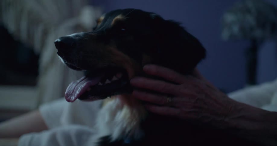 A dog pants as a person pets it