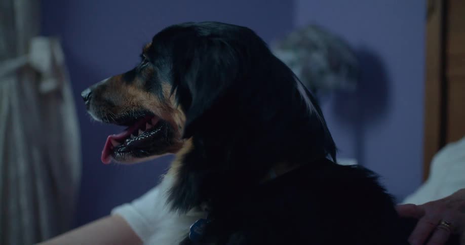 A closeup of a panting dog being lovingly petted by a human hand in an indoor domestic setting