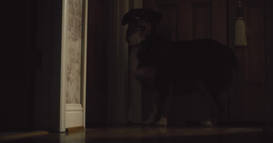 Mediumsized dark dog standing in front of a door