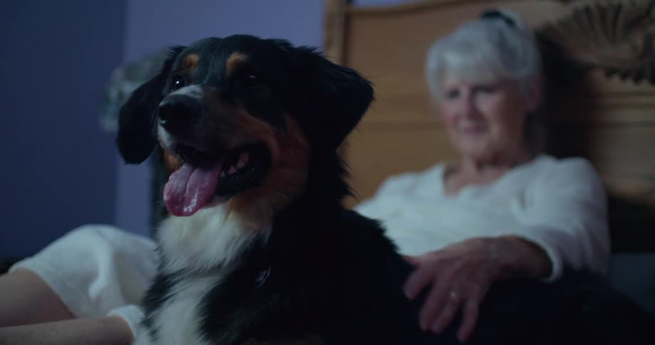 Panting dog sits on a bed beside an elderly woman who gently pets it