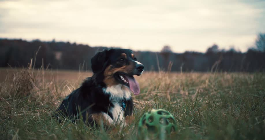 A dog walks past a young girl sitting on a grassland at midday