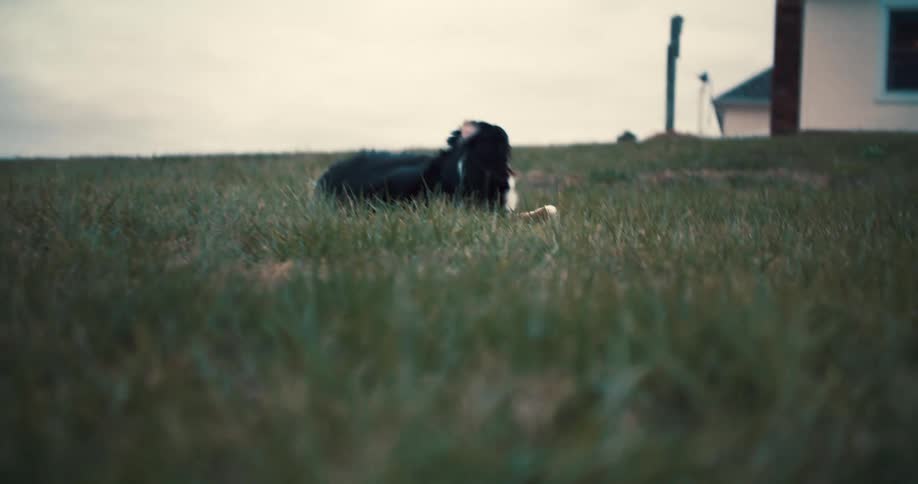 A black brown and white dog rolls over in the grass and then sits up panting on a grassy hill with a house visible in the background