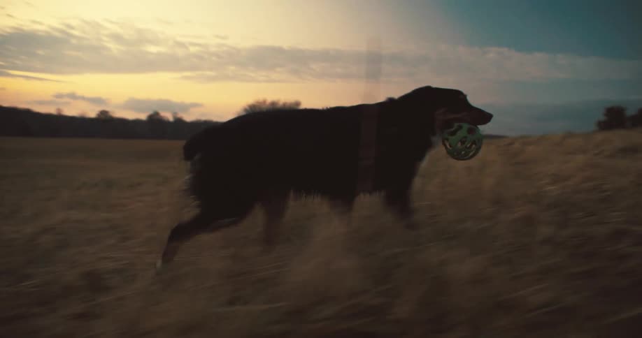 A dog is running in a field with his ball in his mouth