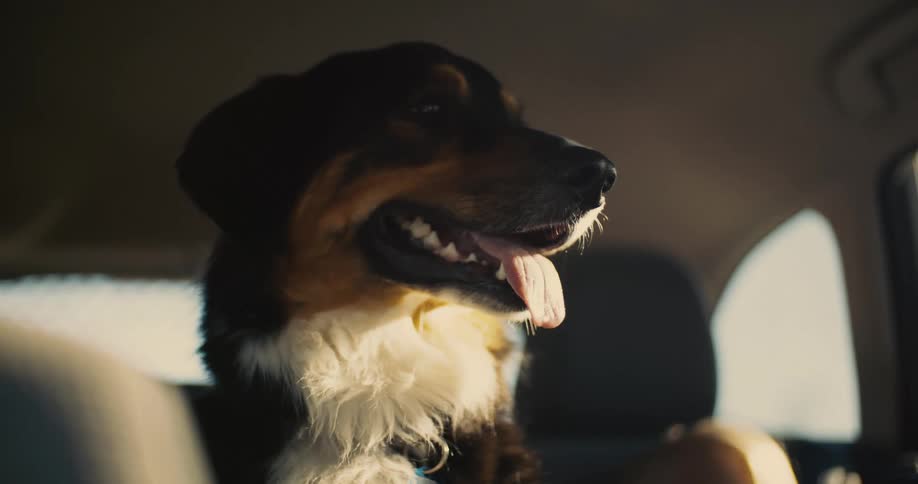 Black white and brown dog sitting in the back seat of a car with its tongue out