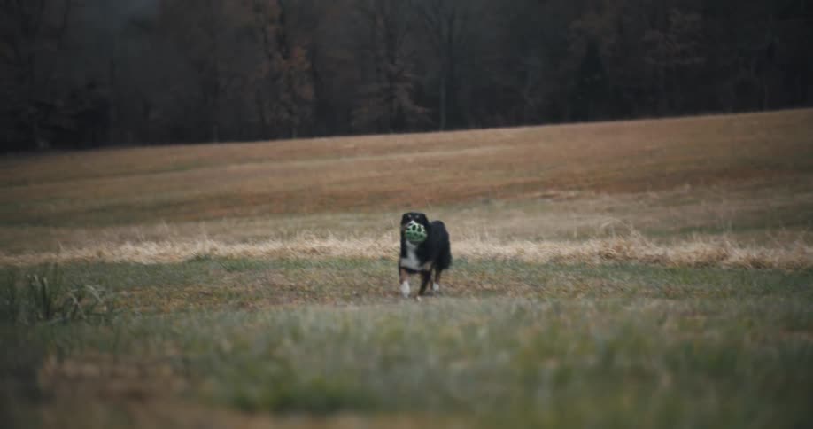 Dog running in a field with a ball