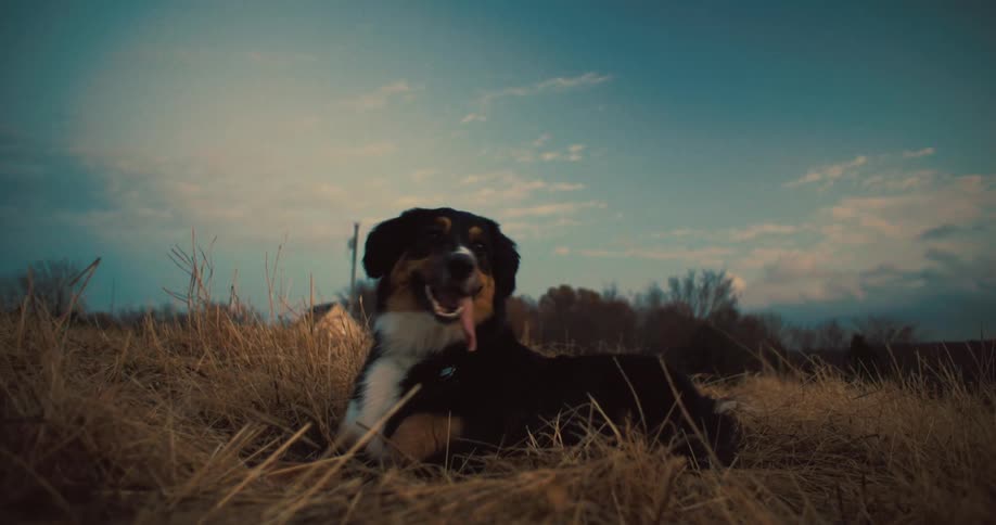 Dog lying in dry grass field at sunset