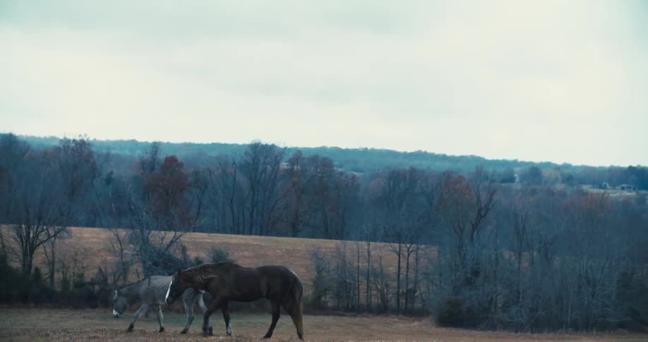 Two horses walk in an open field surrounded by bare trees