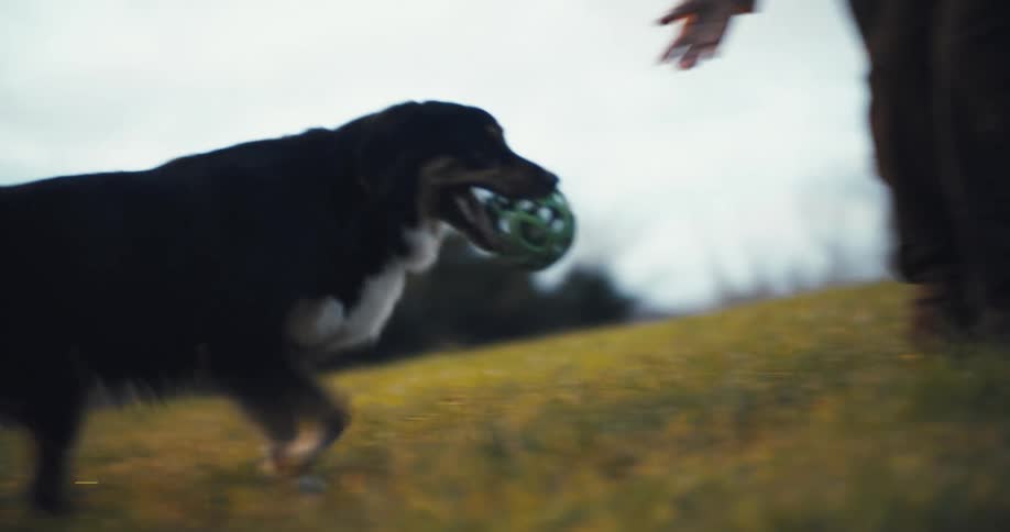 Dog running in an open field with a green ball in its mouth