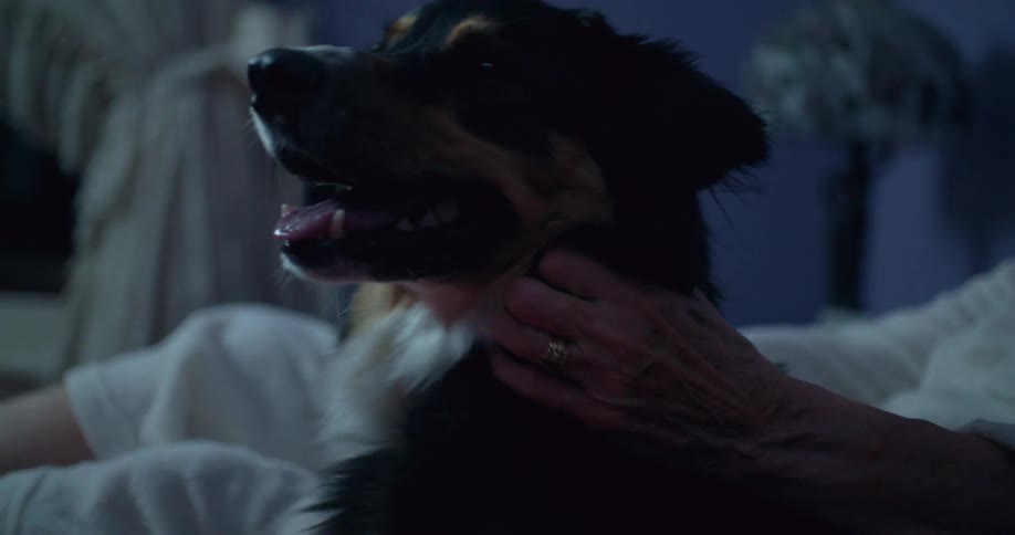 Elderly woman lying in bed petting a dog