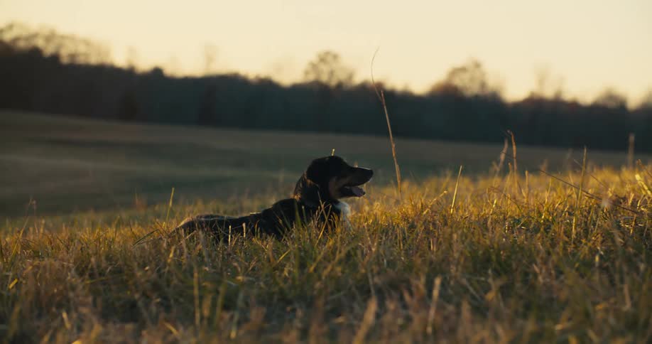 Tired dog walking on a pasture then sitting down panting