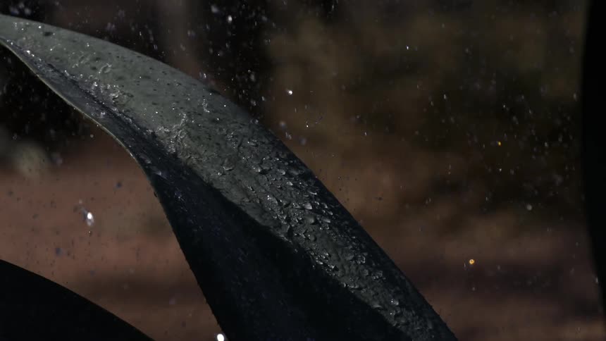 A dark green leaf is covered in water droplets as rain falls around it