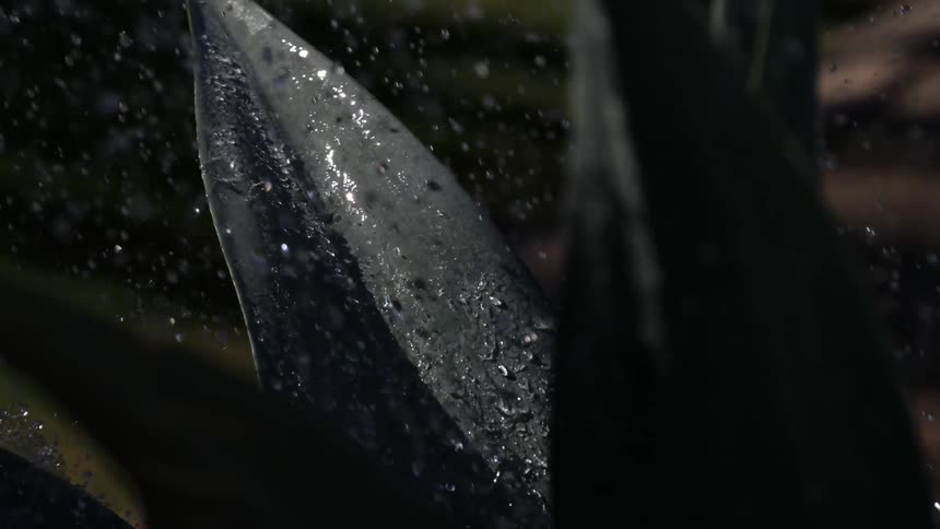 Dark green pointed leaves are wet with glistening water droplets under soft light