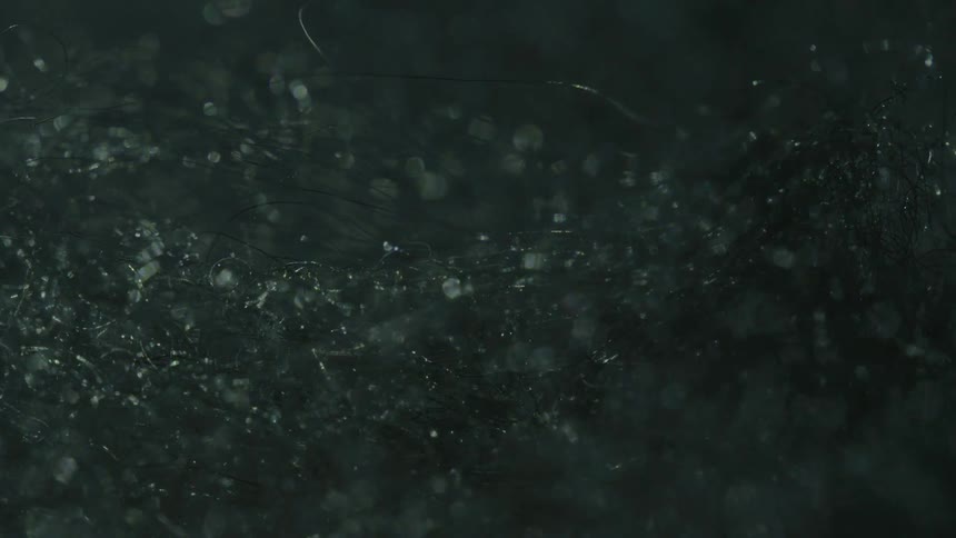 Wet strands of hair in closeup with water droplets