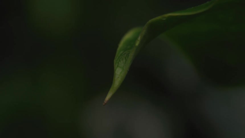 Close up of water droplet dripping off a pointy leaf