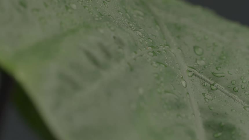 Close up of water droplets on a green plant leaf outdoors during daytime