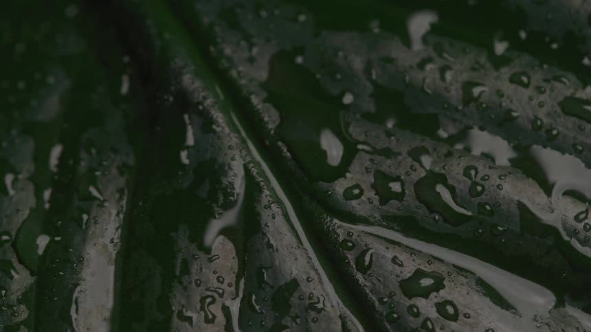 Dark leaf covered with water droplets