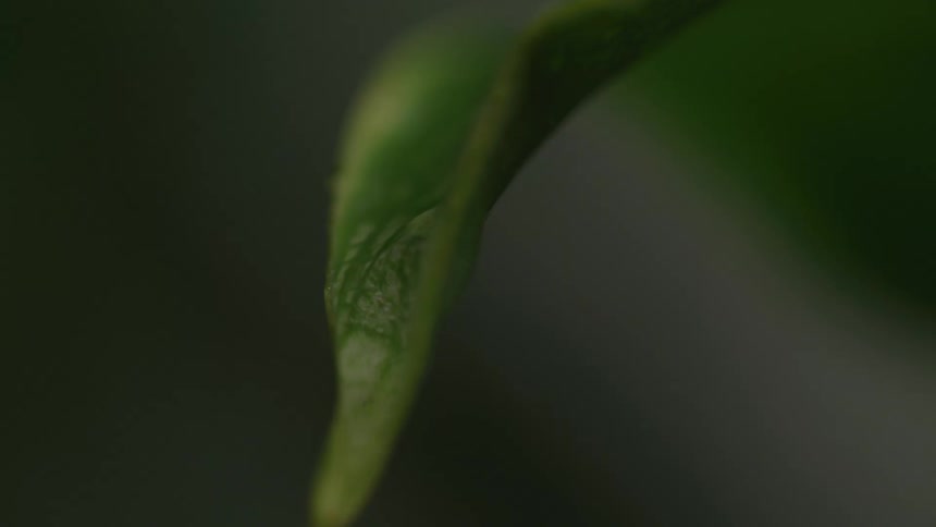 A very close view shows a single drop of water resting on the edge of a green leaf