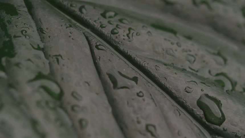 Extreme closeup of water droplets on the surface of a green leaf outdoors