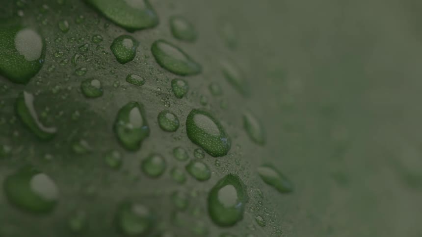 Closeup of water droplets on a green leaf