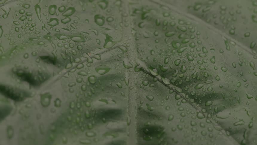 Closeup of a green leaf covered in fresh raindrops
