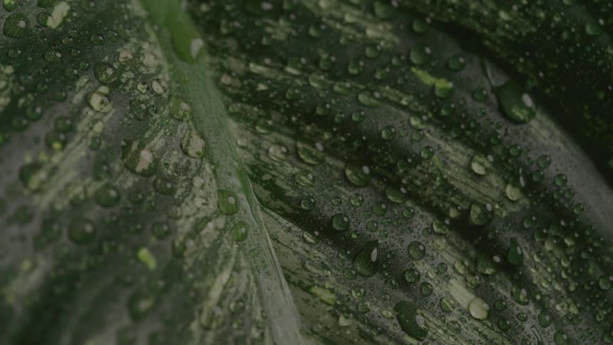 Water droplets on a green leaf