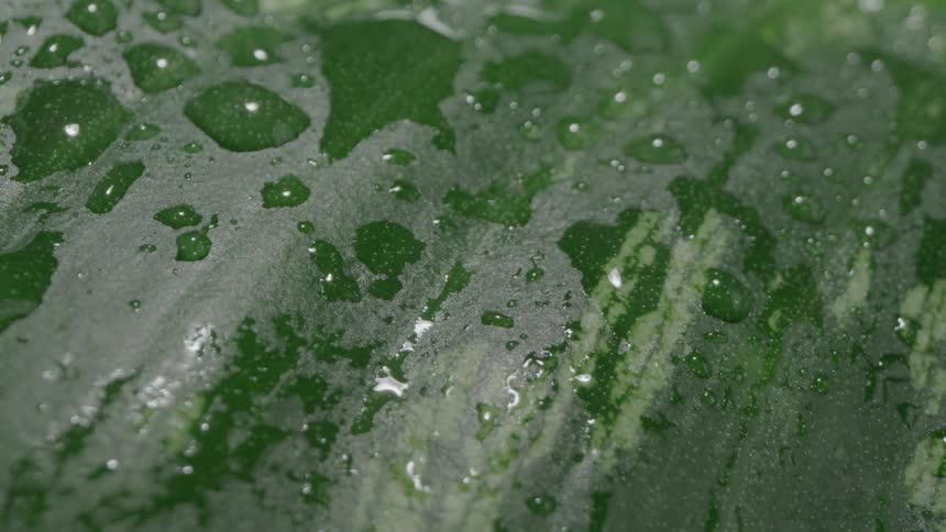 A close view shows drops of water running down a dark green plant leaf with lighter green stripes