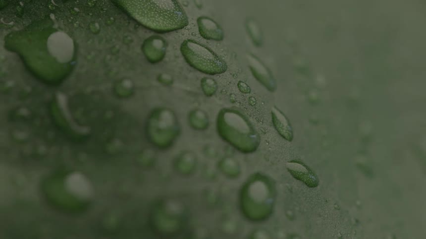 Closeup of a green leaf covered in fresh raindrops