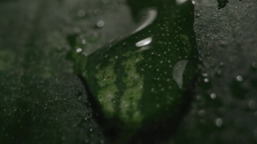 Extreme close up of a water droplet on a green leaf surface at night