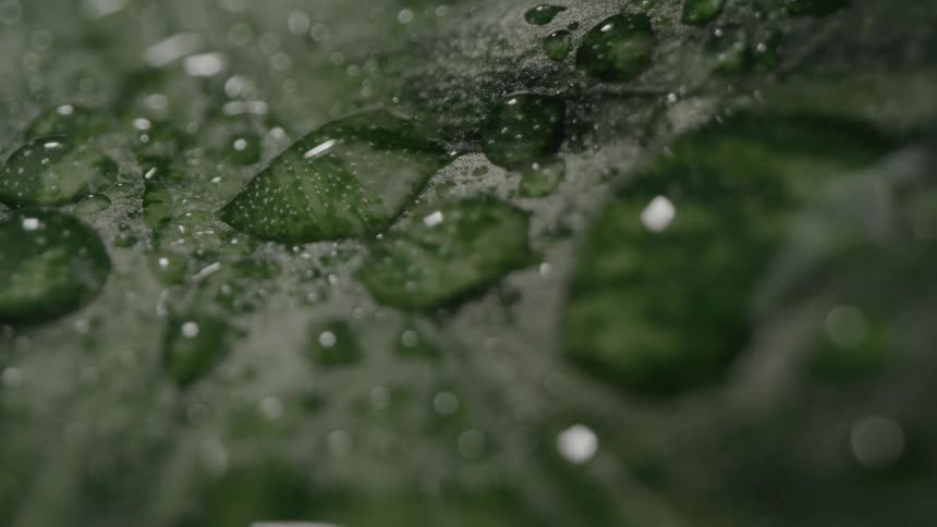 Extreme closeup of water droplets on the surface of a green leaf outdoors