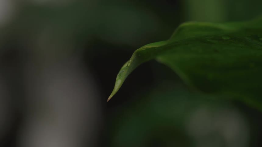 Water dripping from a green leaf