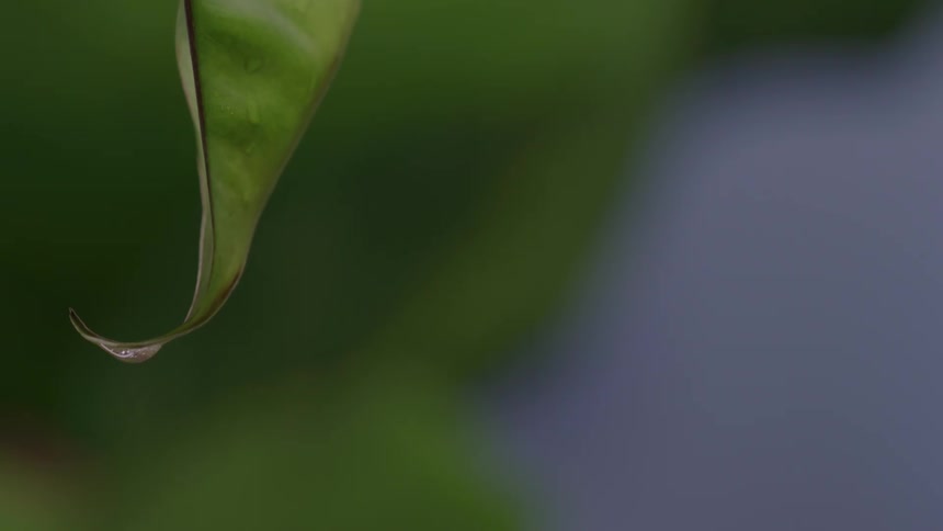A close view of a green leaf shows a droplet of water hanging from the curved tip as it swells and then falls away