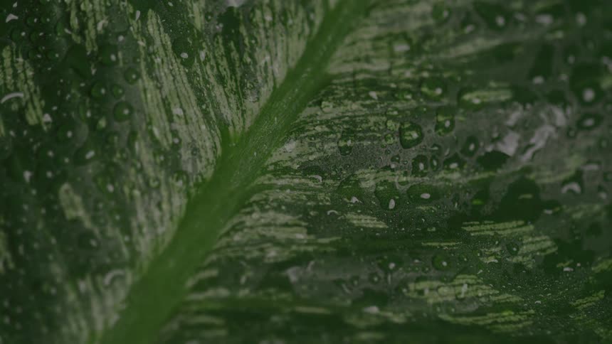 Extreme close up of water droplets on the surface of a green leaf at night