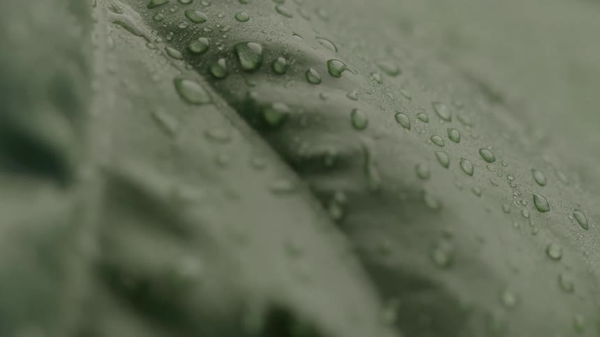 Green leaf with water droplets scattered across its surface