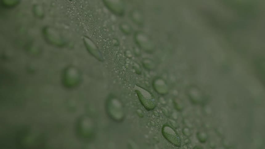 A close view of a dark green plant leaf shows several small water droplets clinging to the surface