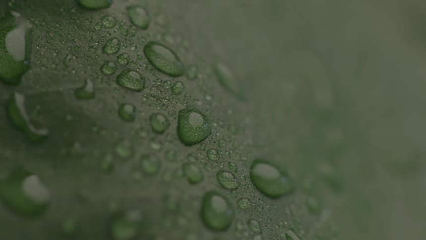 Beads of water pour down the vegetable