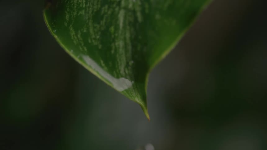 Small water droplet about to fall from the tip of a green leaf