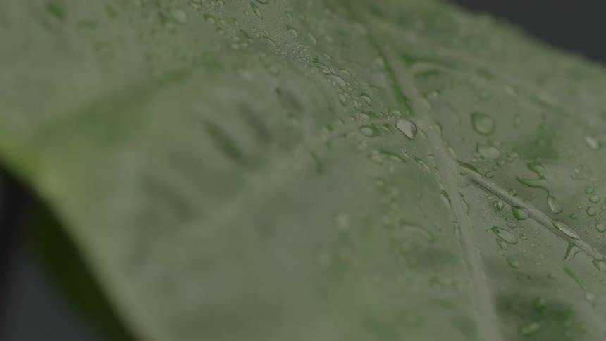 A water droplet drips from a plant leaf in the woods at midday