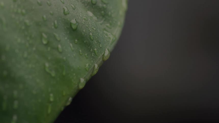 Extreme close up of rainwater droplets falling off a green plant leaf outdoors during daytime
